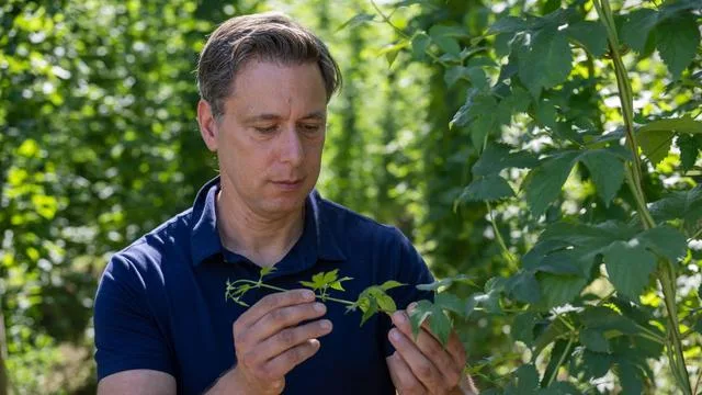 Einziger Hopfenbauer: Hopfen hat bei Hitze gelitten - Geringere Ernte erwartet