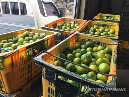 제주 벗어나도 못 피한다…상품외감귤 885㎏ 적발