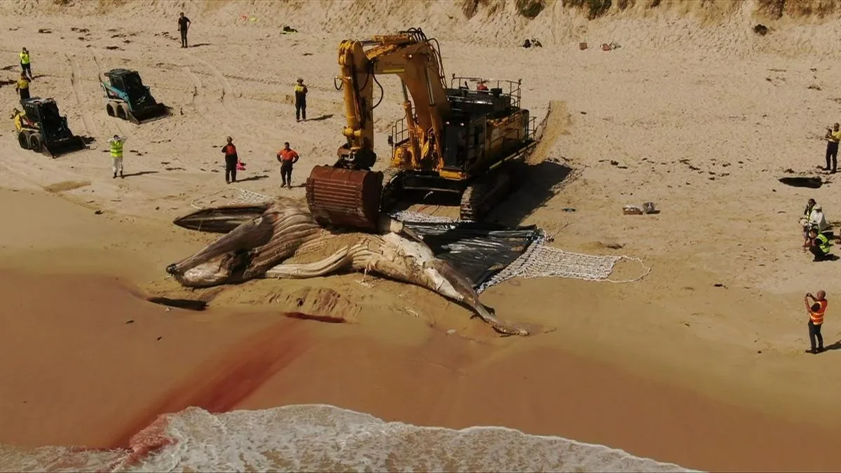 Eye-watering $180,000 whale carcass bill sparks Cambridge councillor to demand the State pay up