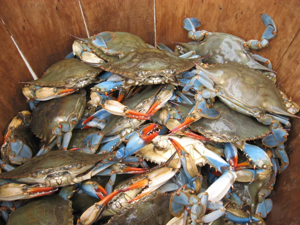 Chesapeake blue crabs had an unusual rebound after years of decline. Scientists don't know why