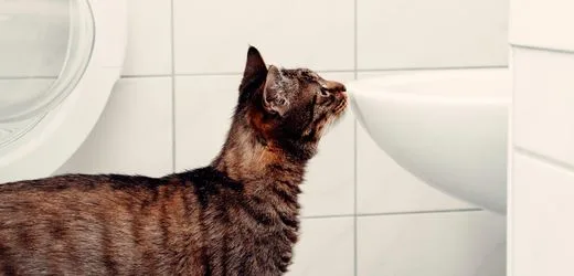 Katzen: Forschende entschlüsseln, wie sich die Tiere an Urin-Duftmarken erkennen
