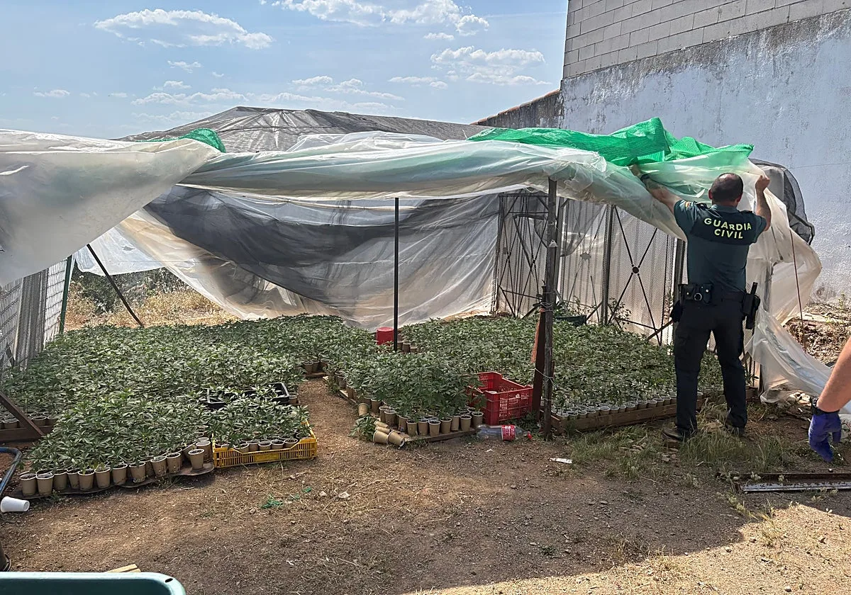 La Guardia Civil desmantela un cultivo ilegal en Pozoblanco con más de 1.600 plantas de marihuana