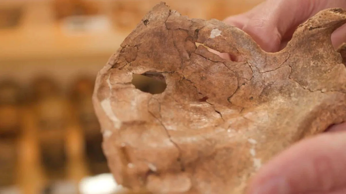 75,000-year-old Neanderthal remains reveal possible fatal spear attack and signs of care