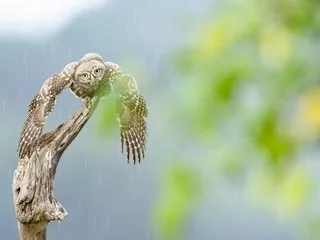 Vol de nuit au plus près des rapaces nocturnes