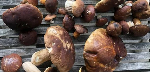Pilze suchen im deutschen Herbst: Der Angriff der falschen Rotkappen