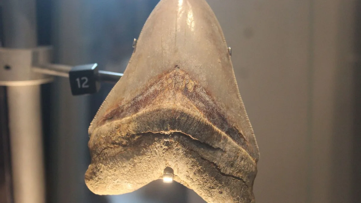 Exploran el desierto de Egipto y encuentran un cementerio de tiburones a 700 km de la costa más cercana