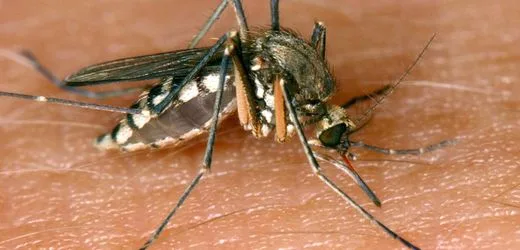 West-Nil-Virus aus zwölf europäischen Ländern gemeldet