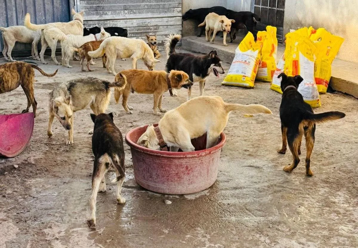 Vinculan a proceso a cuidador de perros de Fundación Frichem y lo trasladan a Saltillo, Coahuila