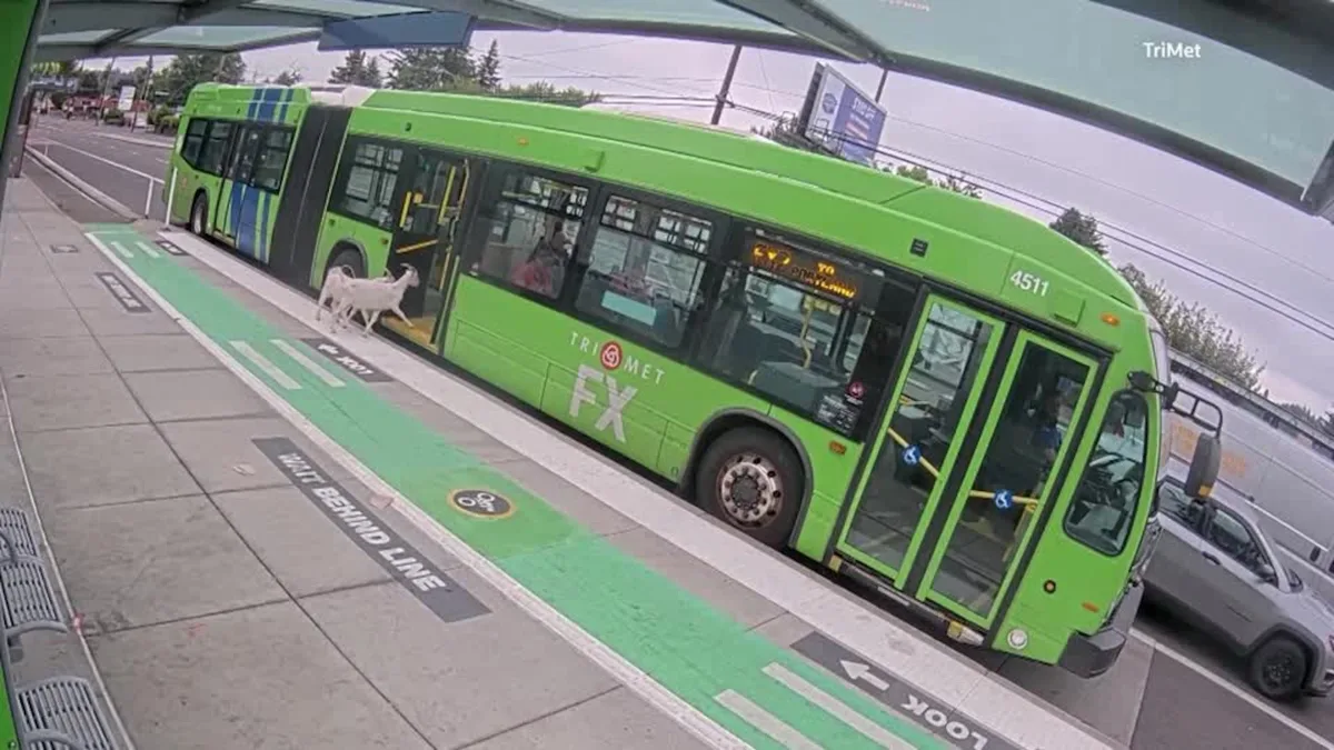 Runaway goats board Portland bus before passengers usher them out