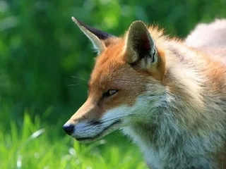 Le jeune renard qui avait mordu deux personnes sera finalement capturé et pas abattu, annonce la préfecture