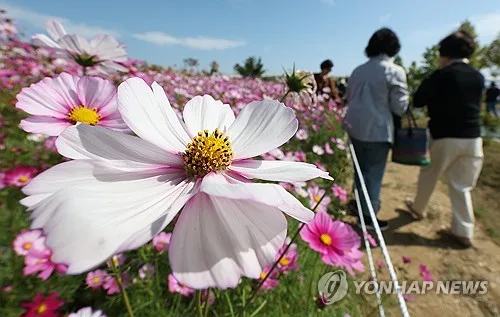 주말도 아침 쌀쌀하고 낮은 덥고…내륙 일교차 15도 안팎