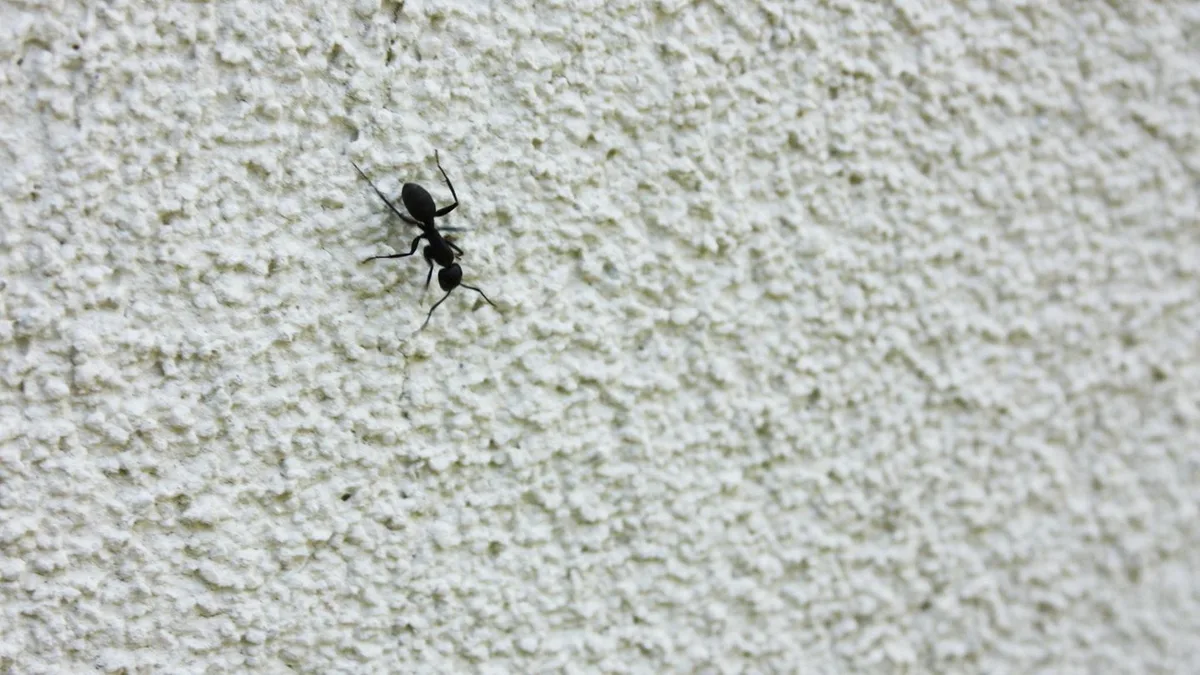 Unerwünschte Gäste: So vertreiben Sie Ameisen von Balkon oder Terrasse – mit einer Küchenzutat