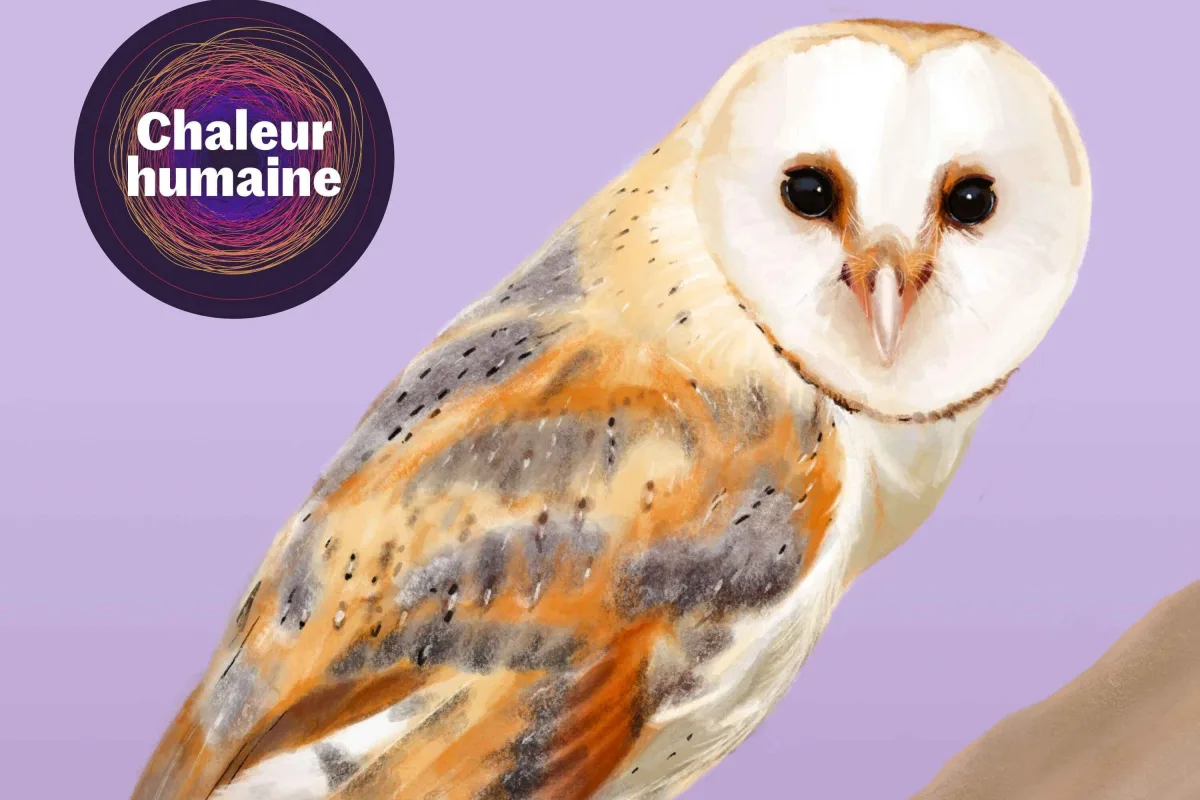 « la Chouette effraie » : à la rencontre de l’espèce la plus proche des humains