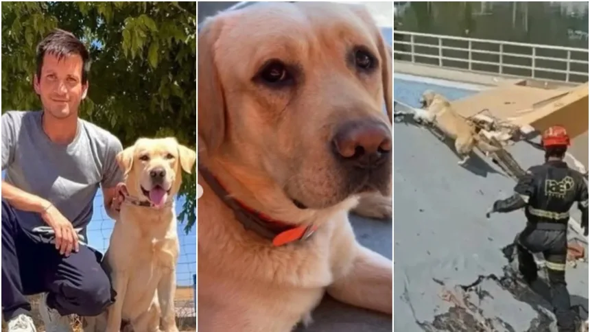 Murió Quino, el perrito rescatista español que vino a salvar vidas en La Guaira tras los terremotos