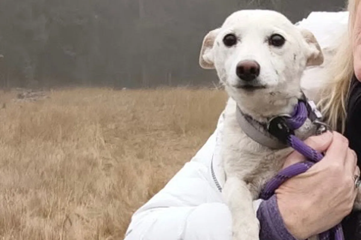 Family told their dog was likely dead after vanishing in Yellowstone — then came a miracle