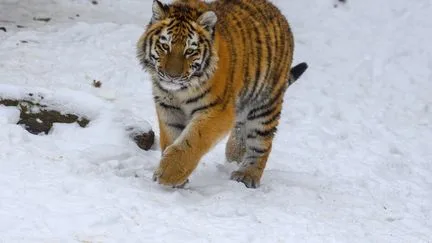 Un homme grièvement blessé après l'attaque d'un tigre dans un zoo britannique