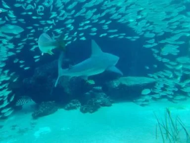 WATCH: Man bitten in leg by shark while swimming off Key West, Florida
