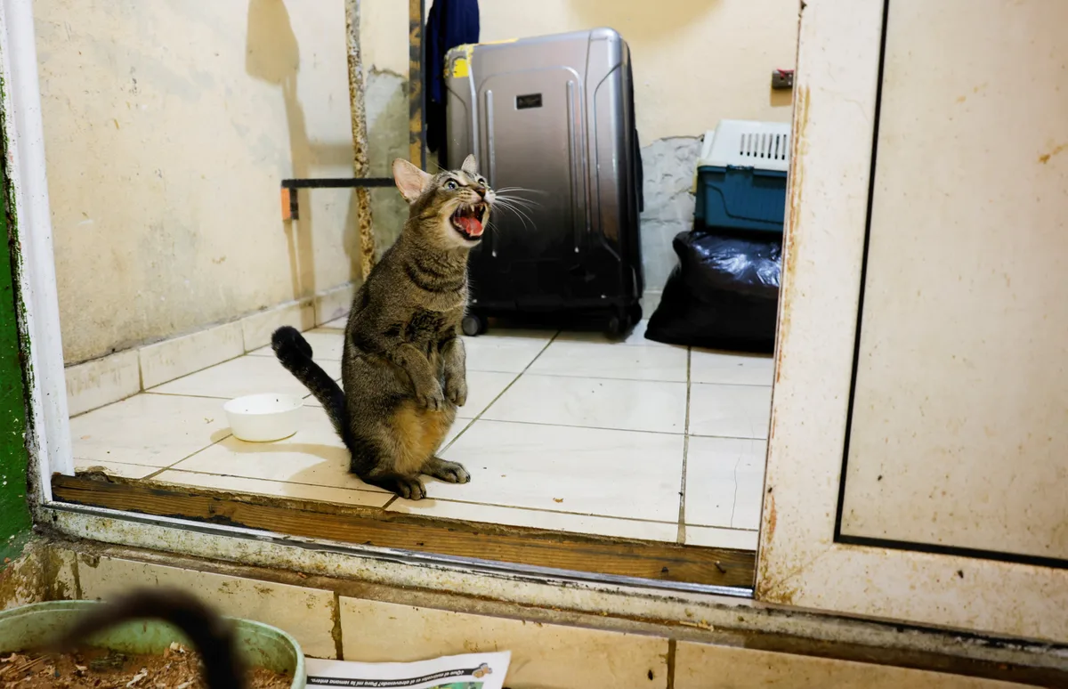 “Aldameros”, el refugio que brinda amparo a más de 100 gatos de La Habana es afectado por la crisis energética y de agua