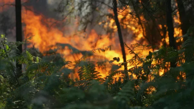 Fogo ativo em Miranda do Corvo e em fase de rescaldo em Tábua