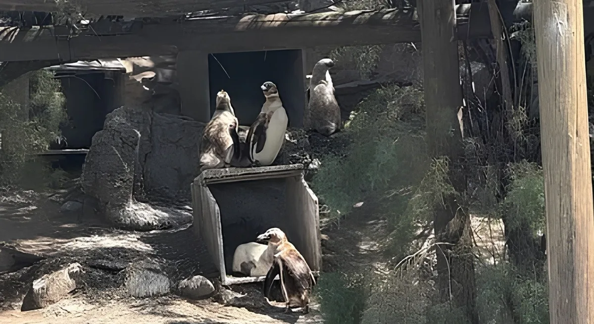 Denunciaron un intento de vender a los pingüinos del ex Aquarium de Mar del Plata y exigieron que sean liberados
