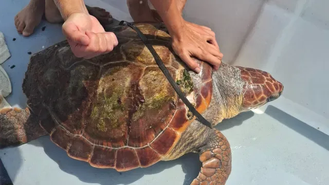 Tartaruga com fita de plástico salva nos Açores. "Impacto da poluição"
