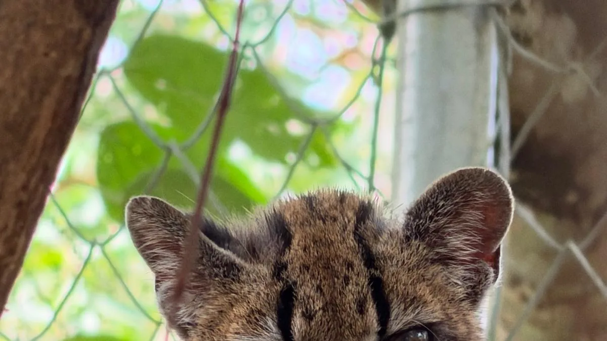 Descubierta una nueva especie de felino en Bolivia, la primera en más de un siglo
