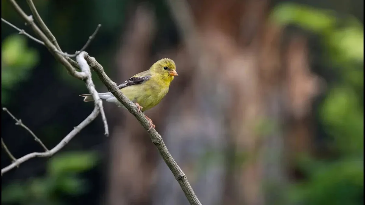 Virginia farmer helps create 2,500-acre wildlife corridor through conservation