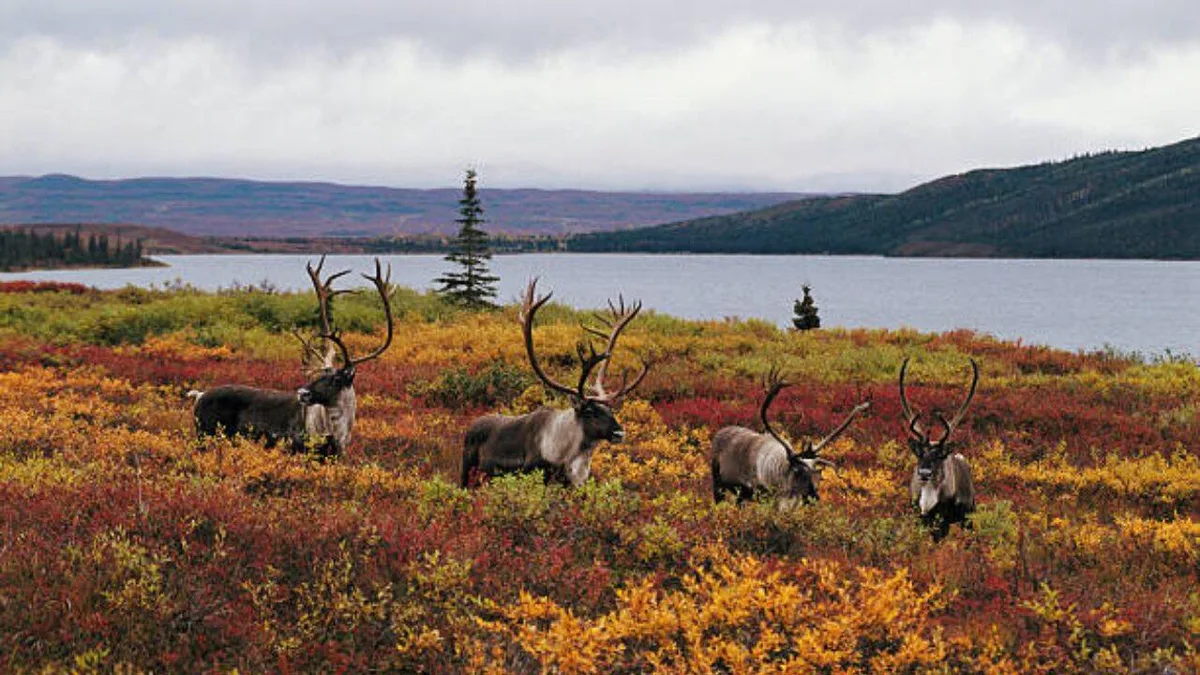 2,800+ wolves killed, $10M spent, yet 15 caribou herds remain at risk: Is British Columbia targeting wrong?