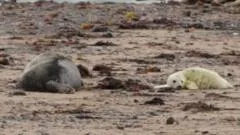 Seal pups spotted at nature reserve for 12th year
