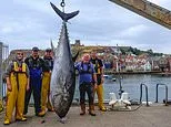Why are bluefin tuna back in UK waters? As a 746lb fish is caught in the North Sea for the first time in 90 years, scientists reveal how warming seas and strict fishing quotas have brought back the giant predators