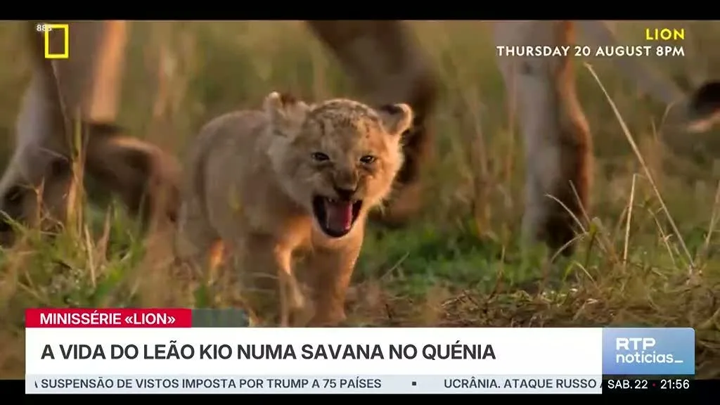 Minissérie conta como vive e sobrevive um leão no Quénia
