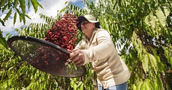 Produtividade: onde a agricultura do Acre avançou e onde ainda precisa avançar