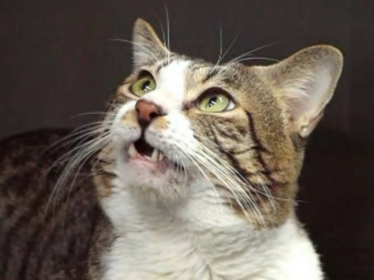 Cats likely identify one another using fatty acids in urine, research shows