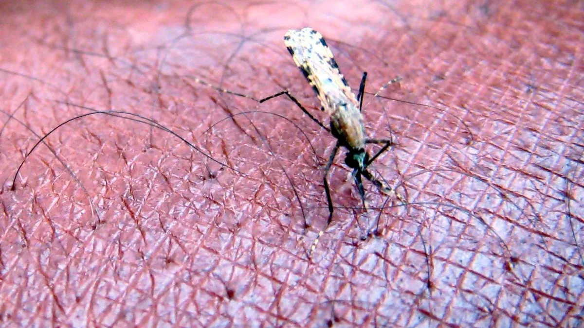 Todesfälle in Frankfurt: Wie Flughafenmalaria übertragen wird