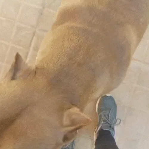 Busca acaba e tutora reencontra pitbulls após 3 dias desaparecidos
