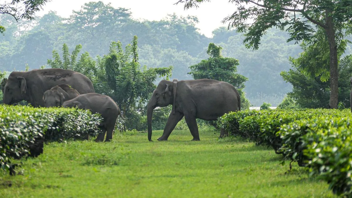 GPS study on elephant movements aims to mitigate conflicts in Assam