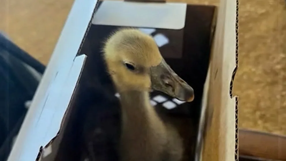 WATCH: Heroic goose saves family from fire