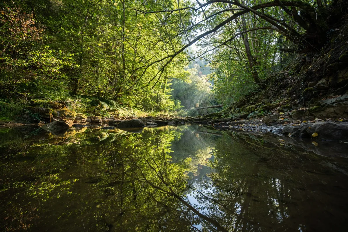 Earth’s forests took 100,000 years to recover from the last climate shock — this one is moving 10 times faster