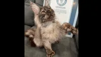 Jumentinha Luna faz birra igual criança procurando pelo dono e viraliza nas redes sociais; assista