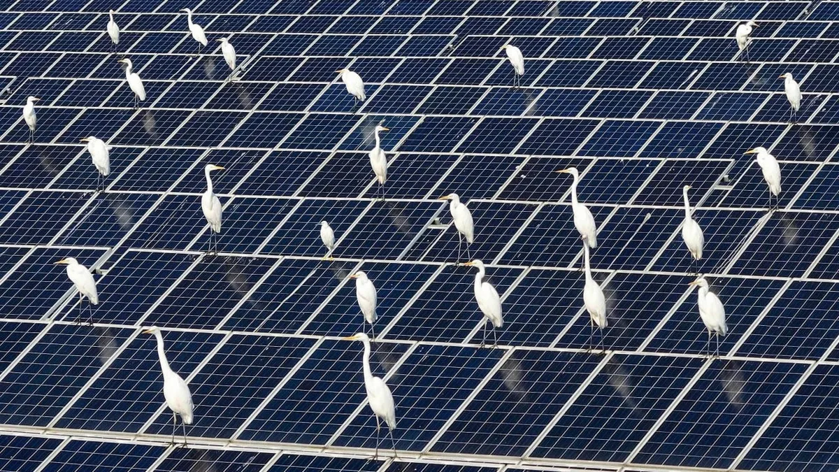 Study that argued China’s solar policy hurt birds may have miscounted 2 billion egrets