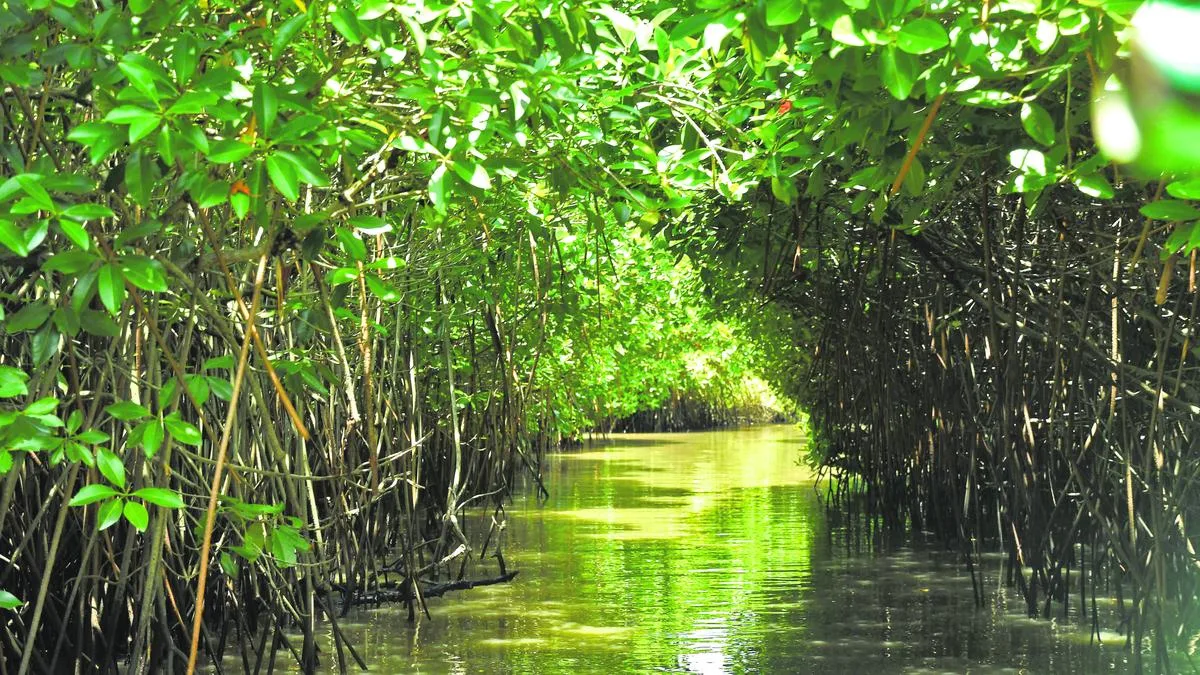 How valuable are mangroves? Study on Pichavaram ecosystem pegs it at ₹2,485.38 crore