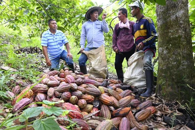 En Colombie, le gouvernement veut rayer le mot “paysan” du dictionnaire