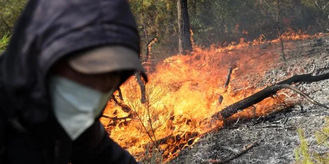 En Algérie, 12 morts dans des incendies de forêts