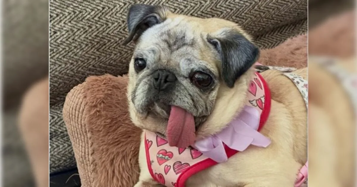 Cadela salva de abatedouro ganha título de cão mais feio do mundo e prêmio de R$ 26 mil