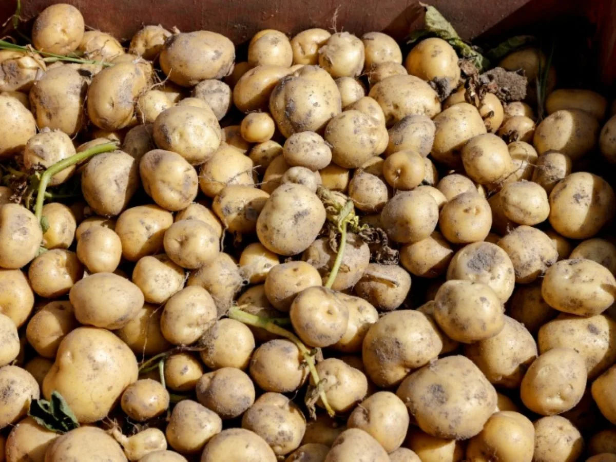 Pommes de terre : vers une crise historique