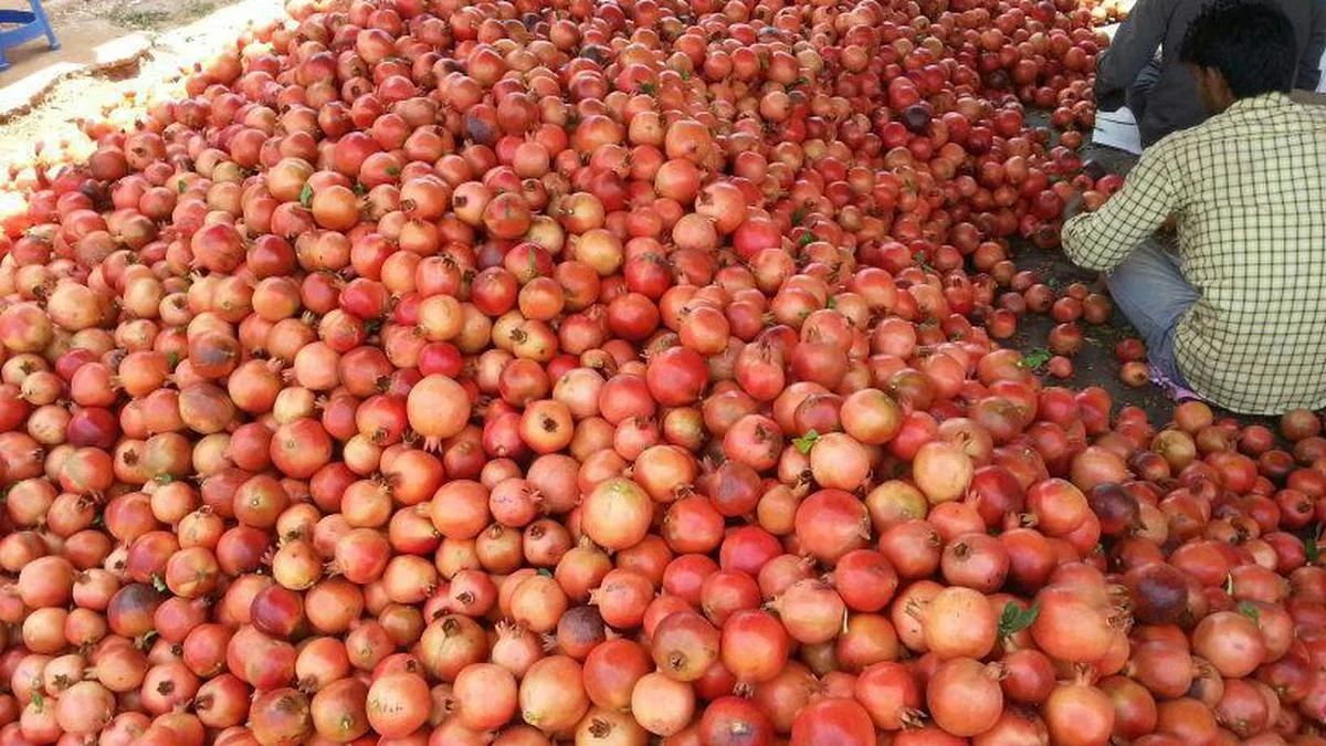 Despite drought and diseases, farmers around Bengaluru achieve good pomegranate yield